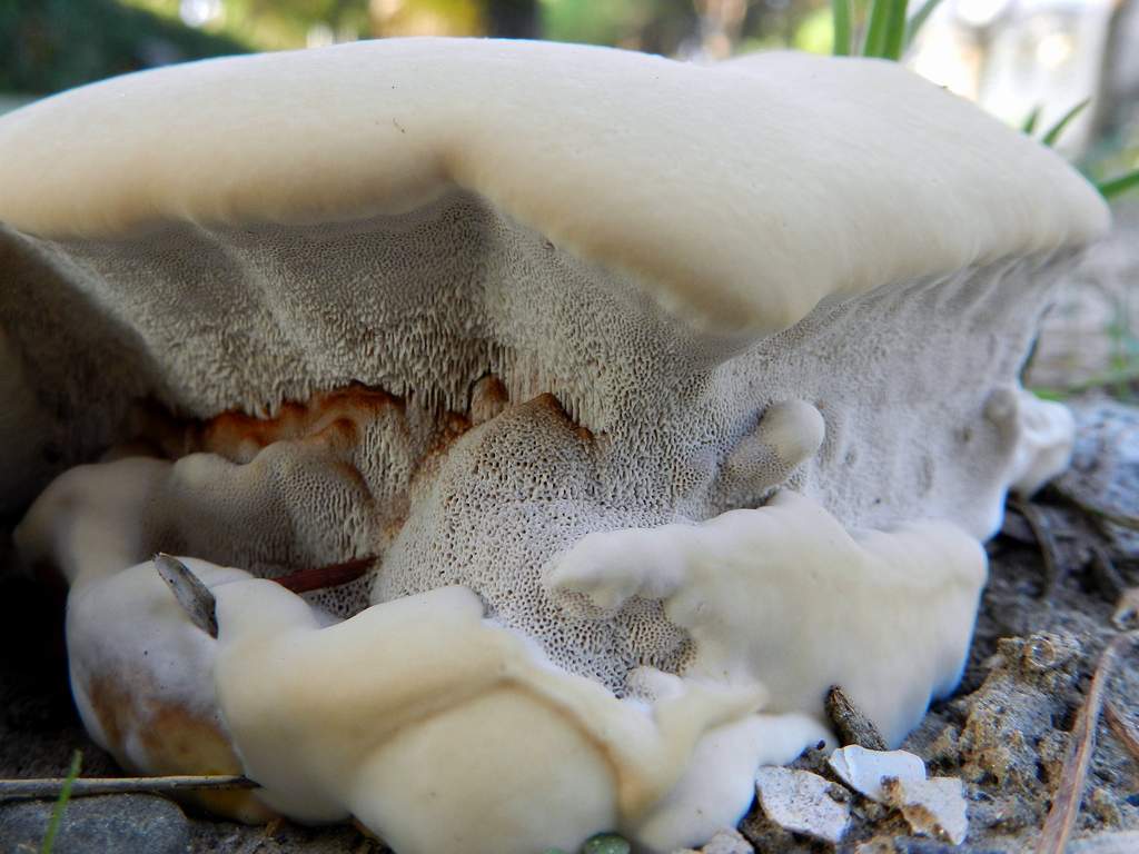 Fungo da determinare